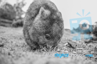 Adorable Large Wombat During The Day Looking For Grass To Eat Stock Photo