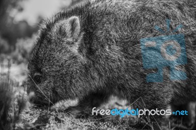 Adorable Large Wombat During The Day Looking For Grass To Eat Stock Photo