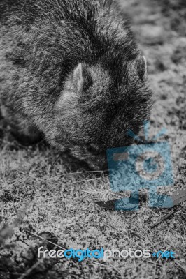 Adorable Large Wombat During The Day Looking For Grass To Eat Stock Photo