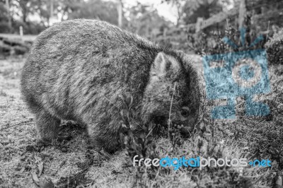 Adorable Large Wombat During The Day Looking For Grass To Eat Stock Photo