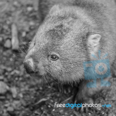 Adorable Large Wombat During The Day Looking For Grass To Eat Stock Photo