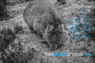 Adorable Large Wombat During The Day Looking For Grass To Eat Stock Photo