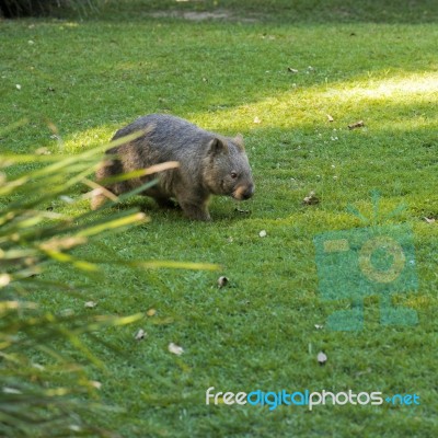 Adorable Large Wombat During The Day Looking For Grass To Eat Stock Photo