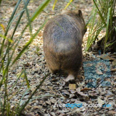 Adorable Large Wombat During The Day Looking For Grass To Eat Stock Photo