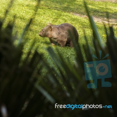 Adorable Large Wombat During The Day Looking For Grass To Eat Stock Photo