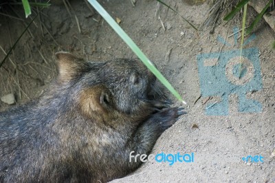 Adorable Large Wombat During The Day Looking For Grass To Eat Stock Photo