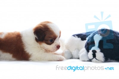 Adorable Of Pedigree Shih Tzu Puppies Dog Rekaxing Stock Photo