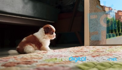 Adrable Baby Shih Tzu Puppy Dog Sitting In Front Of Home Door An… Stock Photo