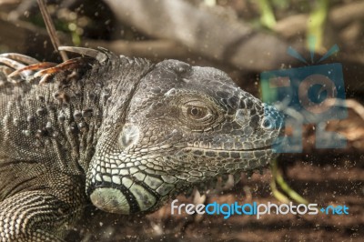 Adult Big Iguana Stock Photo