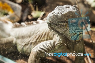 Adult Big Iguana Stock Photo