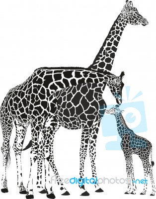 Adult Giraffes And Baby Giraffe Stock Image