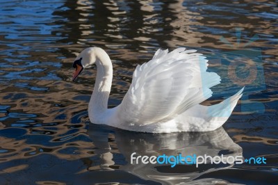 Adult Mute Swan On The River Great Ouse Stock Photo