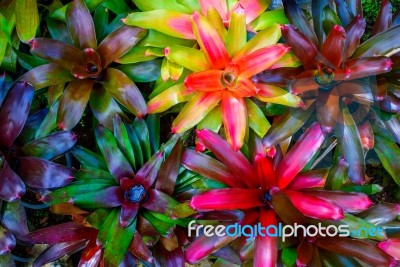 Aechmea Fasciata Kind Of Local Brazil Plants Colourful Stock Photo