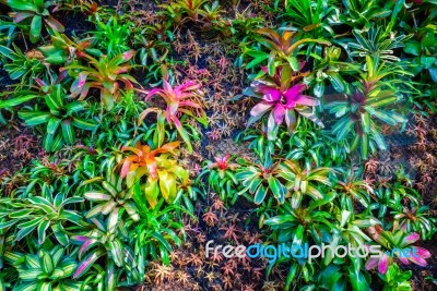 Aechmea Fasciata Kind Of Local Brazil Plants Colourful Stock Photo