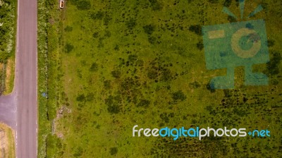 Aerial Grass Texture Stock Photo