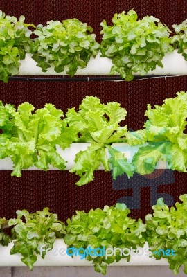 Aeroponics Plantation Stock Photo