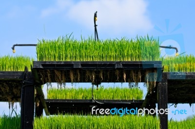 Aeroponics Rice Plantation Stock Photo