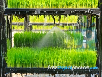 Aeroponics Rice Plantation Technic Stock Photo