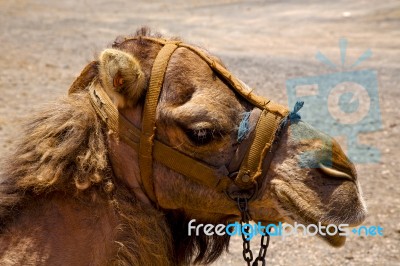 Africa Brown Dromedary Bite Volcanic Lanzarote Spain Stock Photo