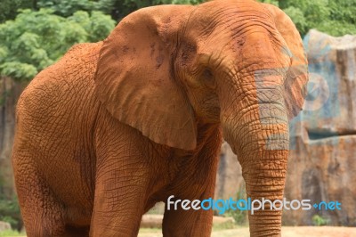 Africa Elephant Stock Photo