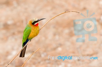 African Bee Eater At  Chobe River, Botswana Stock Photo