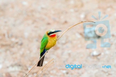 African Bee Eater At  Chobe River, Botswana Stock Photo