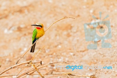 African Bee Eater At  Chobe River, Botswana Stock Photo