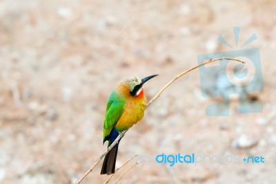 African Bee Eater At  Chobe River, Botswana Stock Photo