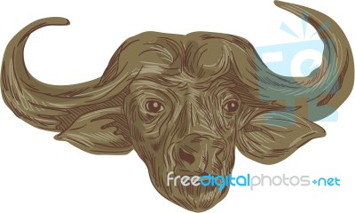 African Buffalo Head Drawing Stock Image