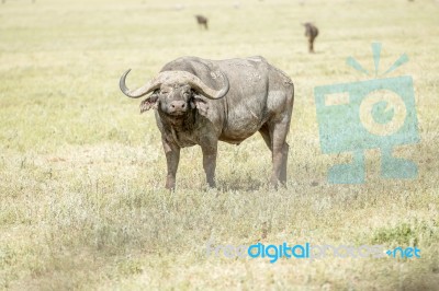 African Buffalo In Serengeti Stock Photo