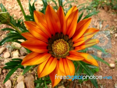 African Daisy Stock Photo