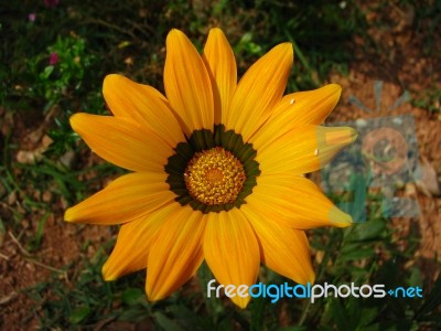 African Daisy Stock Photo