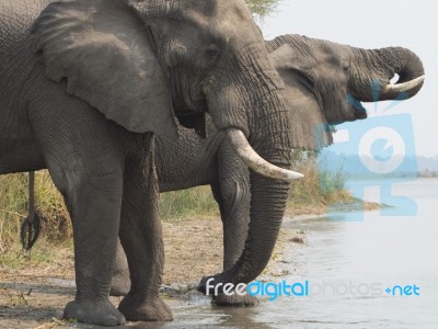 African Elephant  Stock Photo