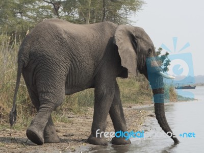 African Elephant  Stock Photo