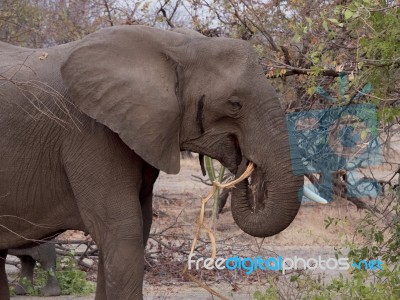 African Elephant Stock Photo