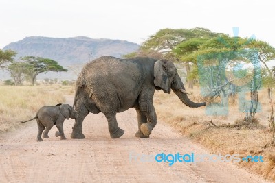 African Elephant In Serengeti National Park Stock Photo