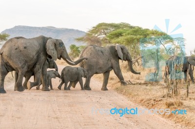 African Elephant In Serengeti National Park Stock Photo