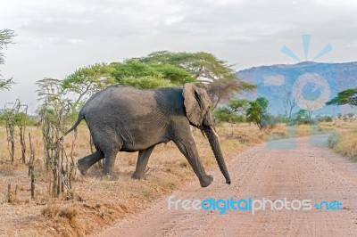 African Elephant In Serengeti National Park Stock Photo