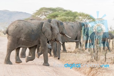 African Elephant In Serengeti National Park Stock Photo