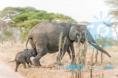 African Elephant In Serengeti National Park Stock Photo