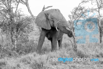 African Elephant In Serengeti National Park Stock Photo