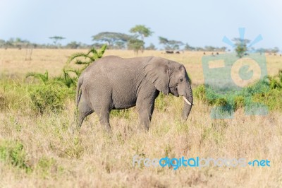 African Elephant In Serengeti National Park Stock Photo