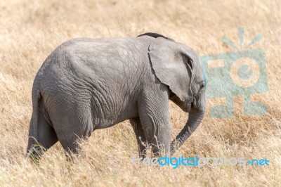 African Elephant In Serengeti National Park Stock Photo