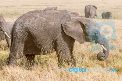 African Elephant In Serengeti National Park Stock Photo