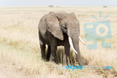 African Elephant In Serengeti National Park Stock Photo