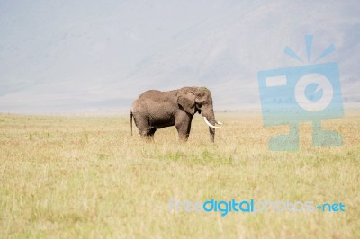 African Elephant In Serengeti National Park Stock Photo