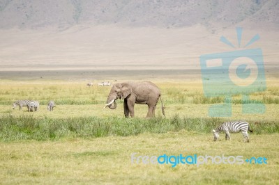 African Elephant In Serengeti National Park Stock Photo