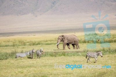 African Elephant In Serengeti National Park Stock Photo