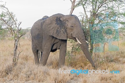 African Elephant In Serengeti National Park Stock Photo