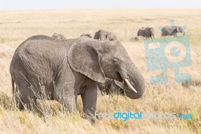 African Elephant In Serengeti National Park Stock Photo